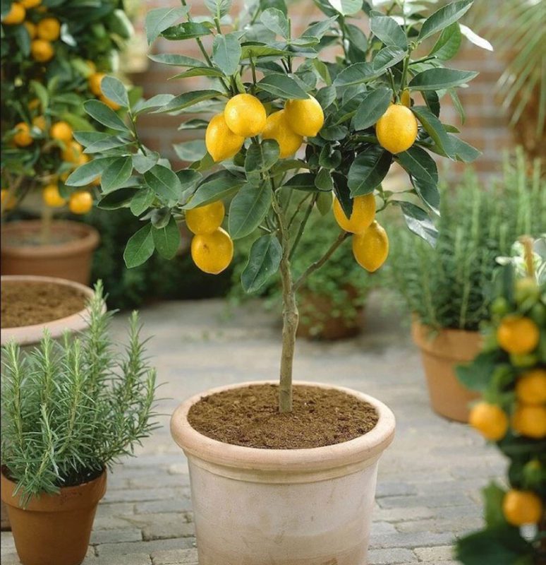 کاشت لیمو در گلدان
