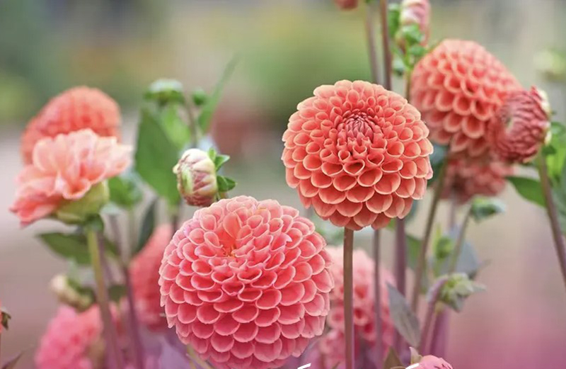 آموزش کاشت بذر گل کوکب