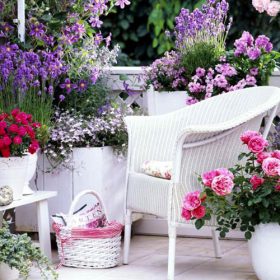 گلهای بالکنی چهار فصل